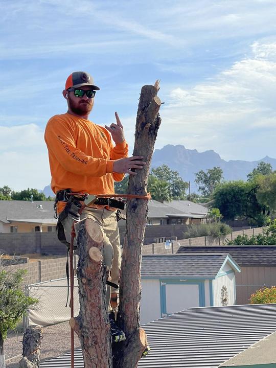 Family Tree Trimming climber removing a tree with the Superstition Mountains behind
