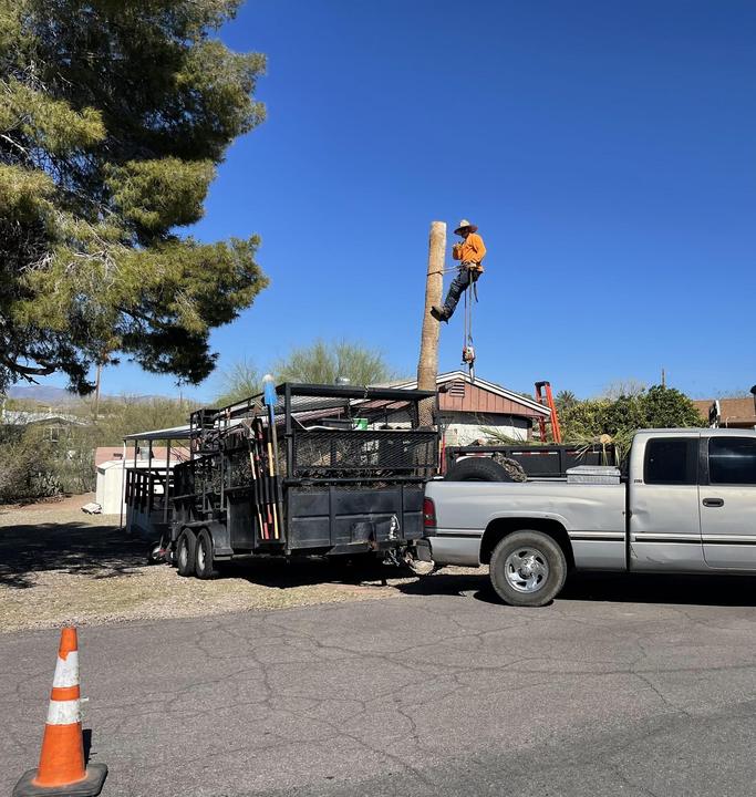 Climber up a tree with the crew truck and trailer at the curb