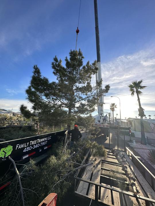 Pine tree job with the Family Tree Trimming trailer