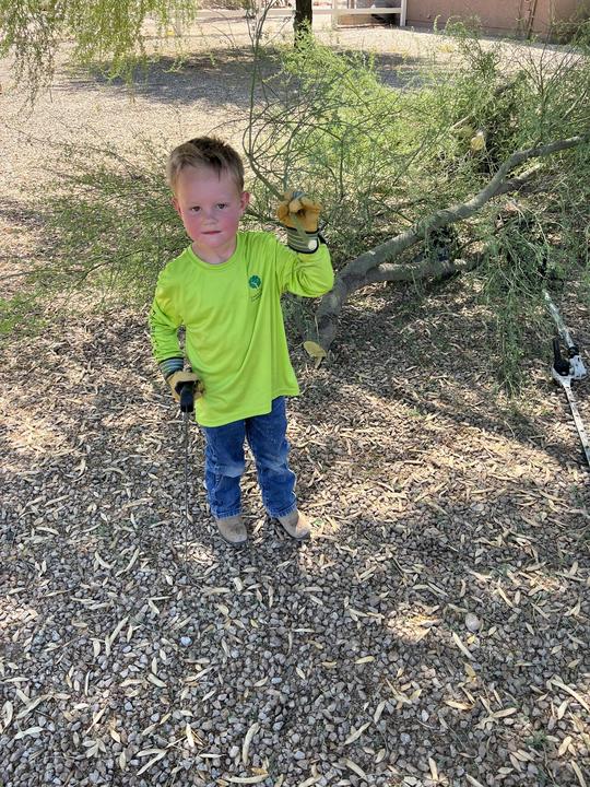Young Family Tree helper in a safety-green shirt and work gloves on a tree job