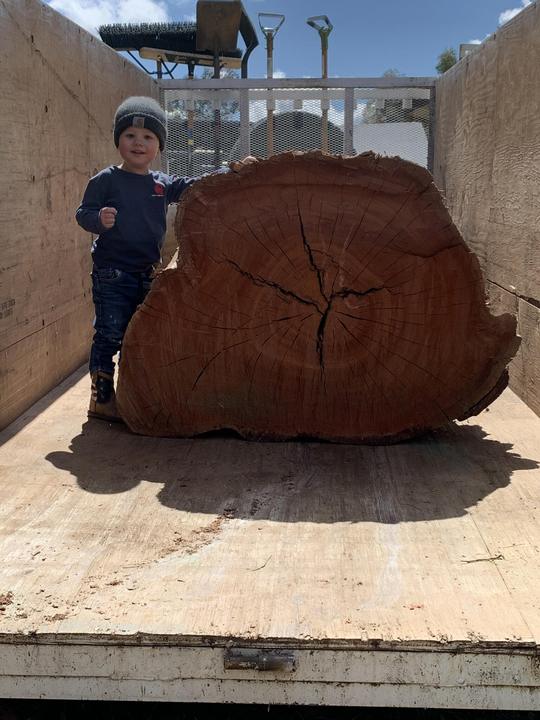 Little one standing next to a giant tree round in the work truck
