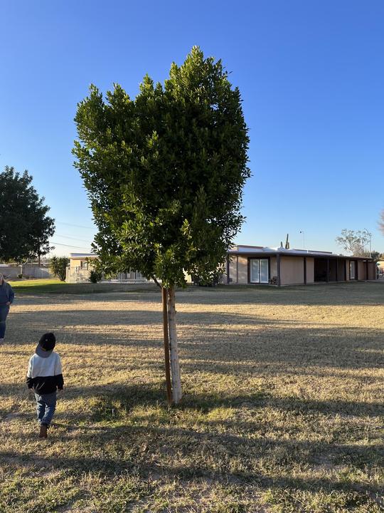 Freshly trimmed tree with a little one walking across the yard