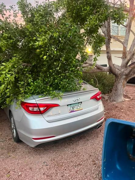Storm-damaged tree down on a car, ready for cleanup