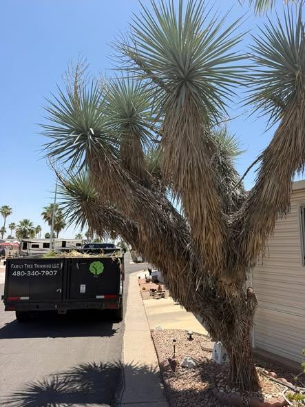 Yucca trimming job with the trailer parked out front