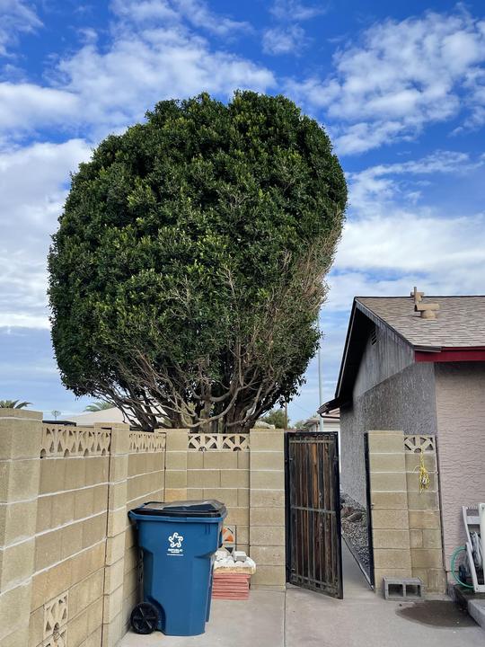 Ficus tree trimmed into a clean, round shape