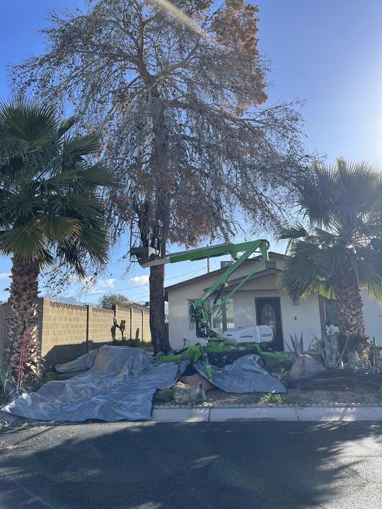 Lift set up for a large tree with tarps down