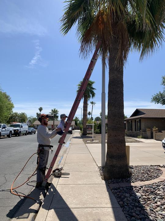 Crew member on a ladder trimming a street palm