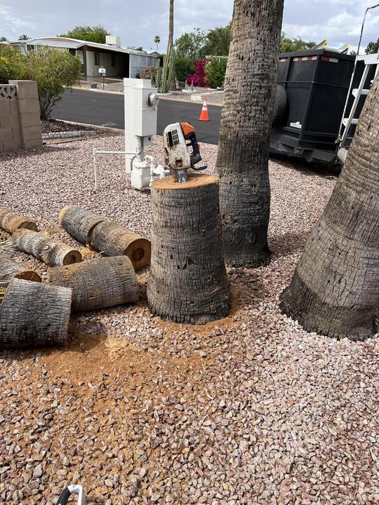 Palm trunks cut into rounds after a removal