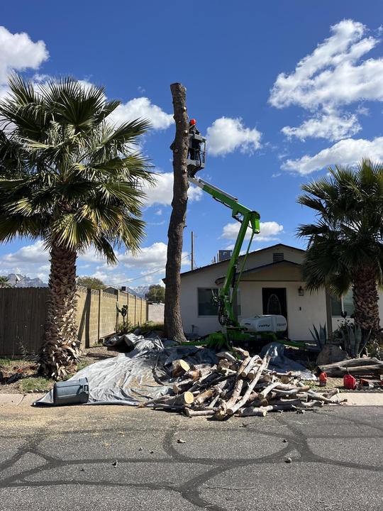 Palm tree removal with a lift and cut debris in the driveway