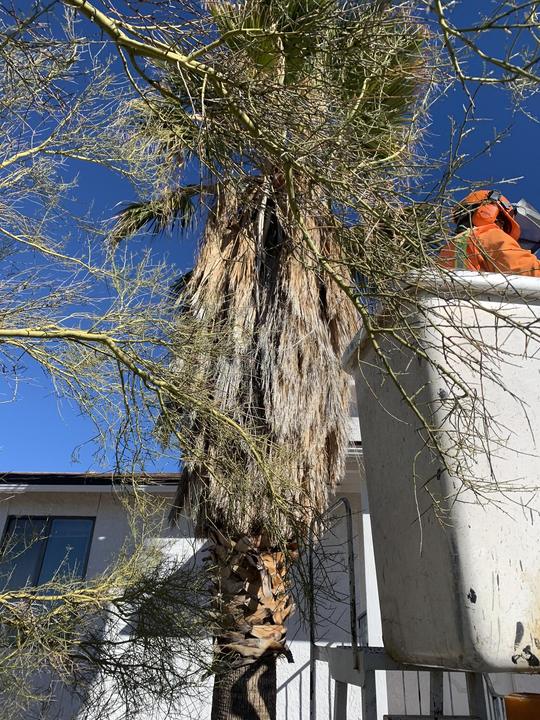 Palm being trimmed and skinned close to a home