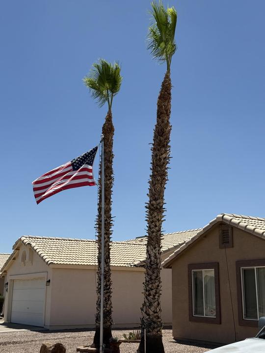 Two trimmed palms with an American flag