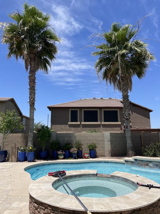 Trimmed palms over a backyard pool