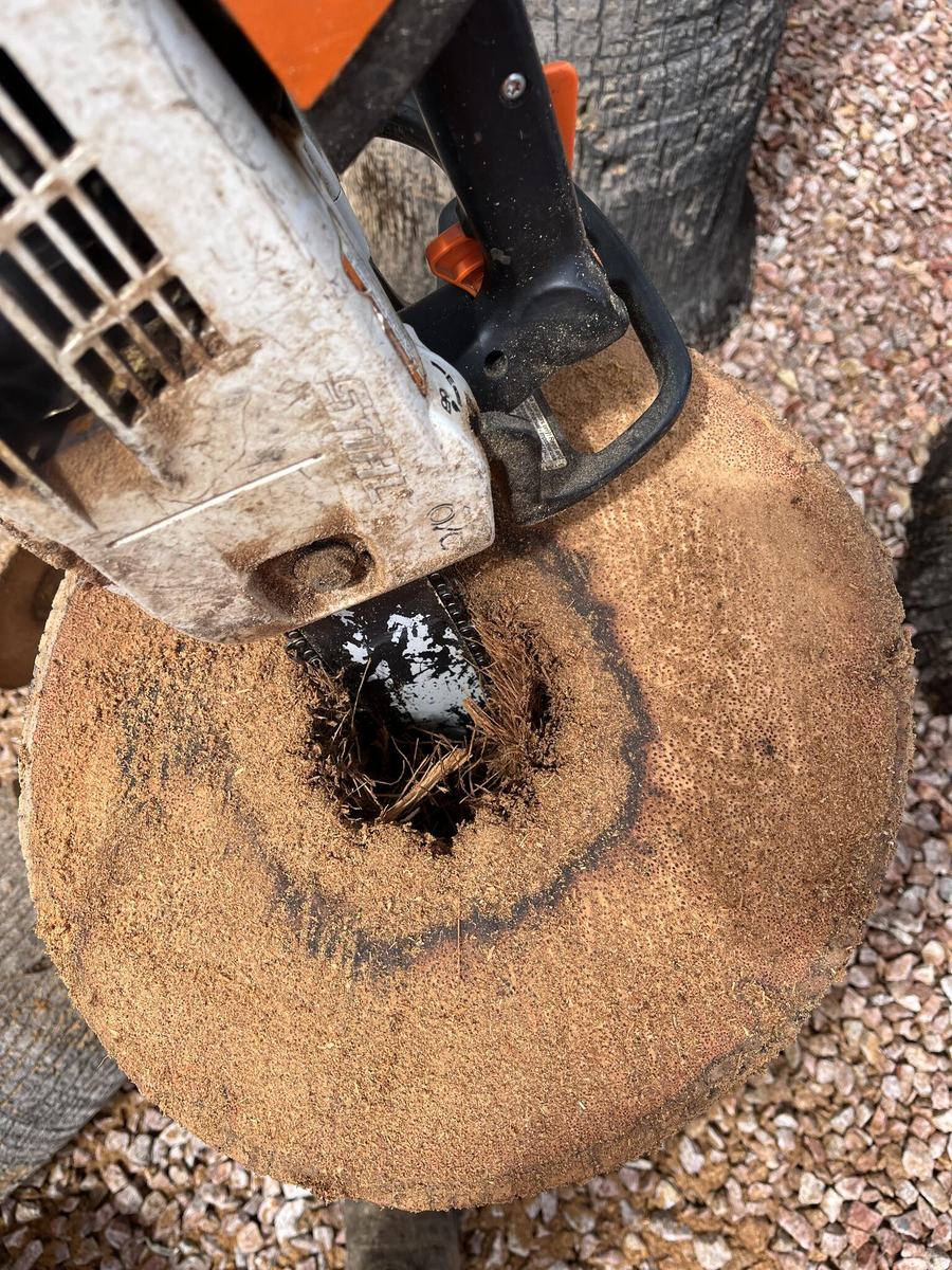Chainsaw cutting a palm stump down low on a Family Tree Trimming job