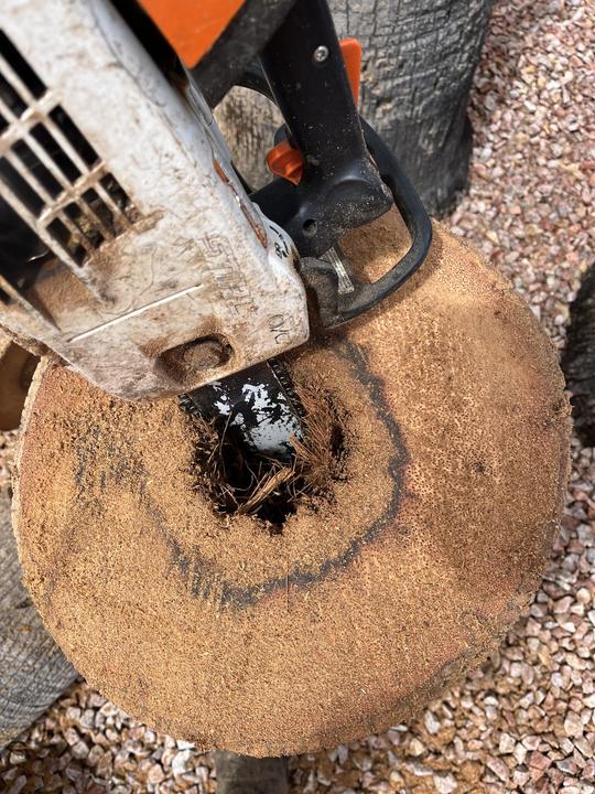 Chainsaw cutting a palm stump down low